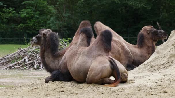 Camelos Bactrianos Camelus Bactrianus São Grande Ungulado Nativo Das Estepes — Vídeo de Stock