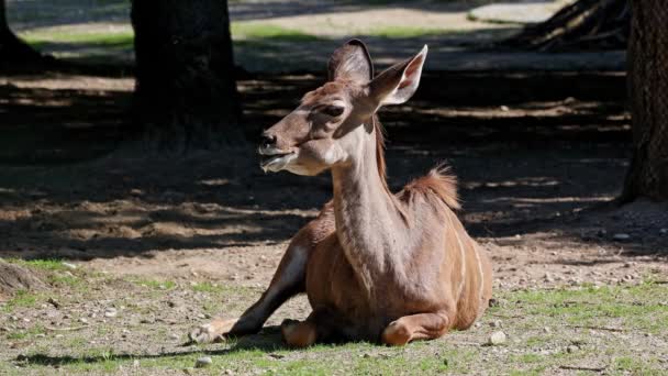 Greater Kudu Tragelaphus Strepsiceros Antílope Arbolado Que Encuentra Este Sur — Vídeo de stock
