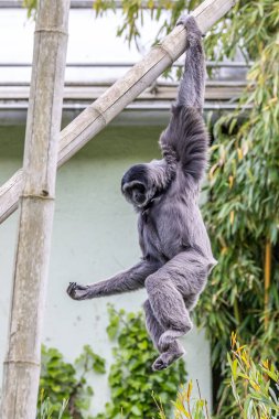 Gümüş maymunu, Hyloates Moloch. Gümüş renkli şebek, en çok tehdit edilen türler arasında yer alıyor..