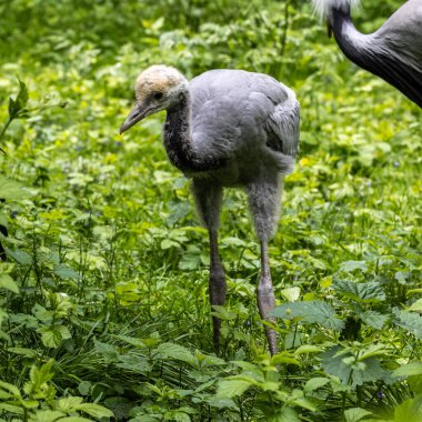 Güzel sarı tüylü demoiselle Crane bebek ördekleri Anthropoides başak kuşları gün boyunca açık yeşil çayırlarda yaşarlar. Orta Avrupa 'da bulunan bir turna türüdür.