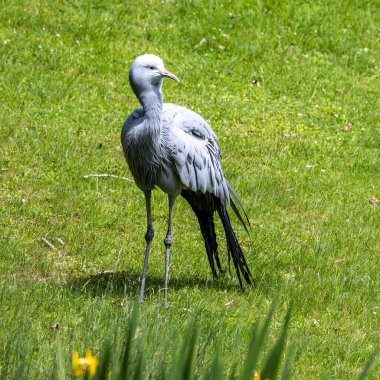 Grus paradisea, Güney Afrika 'ya özgü nesli tükenmekte olan bir kuş türü. Güney Afrika 'nın ulusal kuşudur.