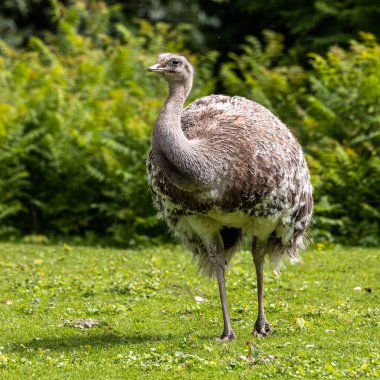 Darwin 'in Rhea' sı, Rhea pennata daha az Rhea olarak da bilinir. Büyük, uçamayan bir kuştur, fakat iki Rheas türünün en küçüğüdür..