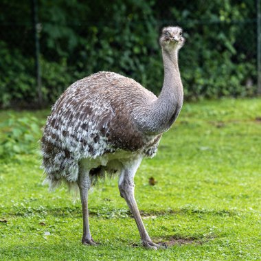 Darwin 'in Rhea' sı, Rhea pennata daha az Rhea olarak da bilinir. Büyük, uçamayan bir kuştur, fakat iki Rheas türünün en küçüğüdür..