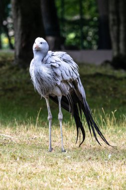 Grus paradisea, Güney Afrika 'ya özgü nesli tükenmekte olan bir kuş türü. Güney Afrika 'nın ulusal kuşudur.