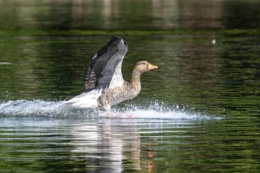 Anser anser, Anatidae familyasından Anatidae familyasından bir kaz türü..