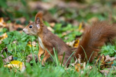 Avrasya kızıl sincabı, Avrupa 'daki Münih' teki Eski Kuzey Mezarlığı 'nda Sciurus vulgaris.