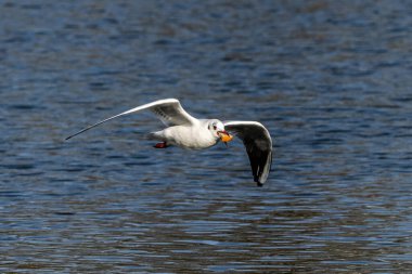 Avrupa ringa martı, Larus argentatus büyük bir martıdır, Batı Avrupa kıyıları boyunca en çok bilinen martılardan biridir.