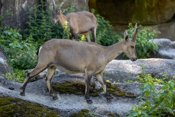 stock image Male mountain ibex - capra ibex on a rock living in the European alps