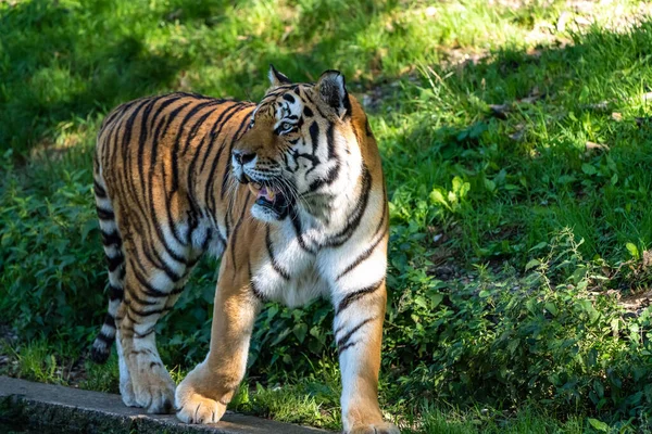 Der Sibirische Tiger Panthera Tigris Altaica Ist Die Größte Katze — Stockfoto