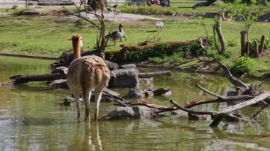 Vicunas, Vicugna Vicugna, And Dağları 'nın yüksek dağlık bölgelerinde yaşayan lama' nın akrabaları.