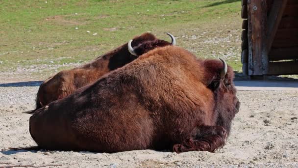 Bisonte Americano Semplicemente Bisonte Comunemente Noto Anche Come Bufalo Americano — Video Stock