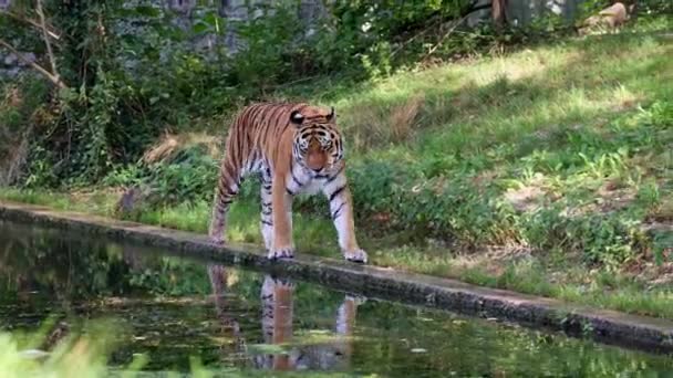 Siberian Tiger Panthera Tigris Altaica Biggest Cat World — Stock Video