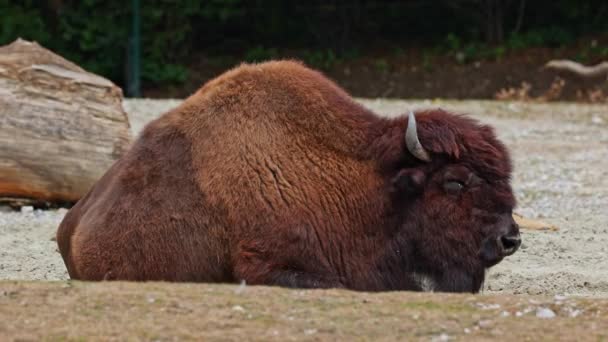American Bison Simply Bison Also Commonly Known American Buffalo Simply — Stock Video