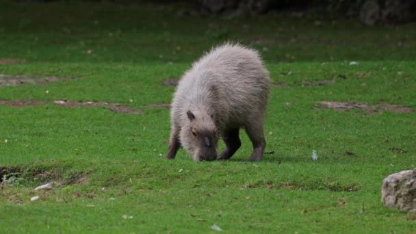 Hydrochoerus Hydrochaeris Capibara Het Grootste Nog Bestaande Knaagdier Ter Wereld — Stockvideo