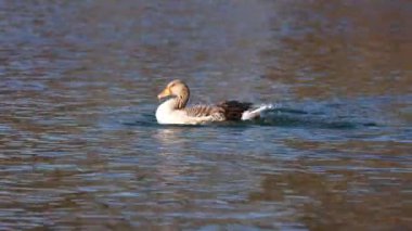 Anser anser, Anatidae familyasından Anatidae familyasından bir kaz türü..