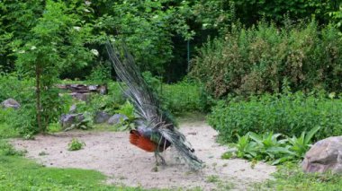 Küçük bebekleri olan Hint deniz kuşu annesi. Mavi Peafowl (
