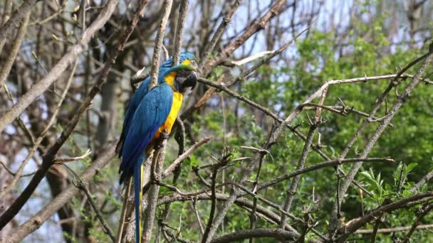 Blue Yellow Macaw Ara Arauna Επίσης Γνωστό Μπλε Και Χρυσό — Αρχείο Βίντεο