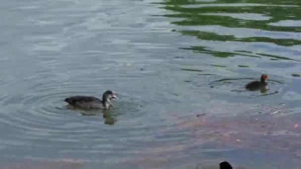 Avrasyalı Ördek Yavrusu Fulica Atra Bilinen Adıyla Avustralya Yaban Ördeği — Stok video