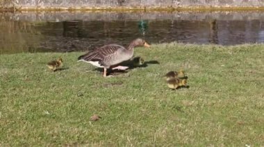 Küçük bebekleri olan gri lag kazları ailesi. Gri-lag kaz, Anser anser, Anatidae familyasından bir kaz türü.