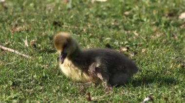 Anser anser, Anatidae familyasından bir kuş türü olan Anatidae familyasından bir kaz türü.