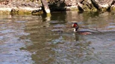 Bir çift Great Crested Grebe, Podiceps kristali yuvalarını inşa ediyor. Güzel turuncu renkli kuş, kırmızı gözlü su kuşu. Eski Dünya 'da bulunan en büyük aile üyesidir..