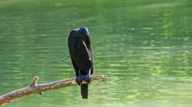 Kuzey yarımküre boyunca büyük siyah karabatak olarak bilinen büyük karabatak, Avustralya 'daki siyah karabatak ve Yeni Zelanda' nın daha güneyindeki siyah karabatak