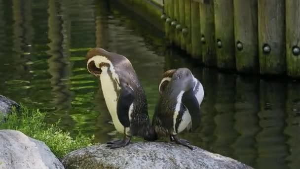 Humboldt Pingvin Spheniscus Humboldti Eller Peruansk Pingvin — Stockvideo