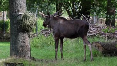 Geyik ya da geyik, Alces Alces geyik familyasındaki en büyük türdür. Geyikler, erkeklerin geniş, düz ya da palmat boynuzlarıyla ayırt edilir..