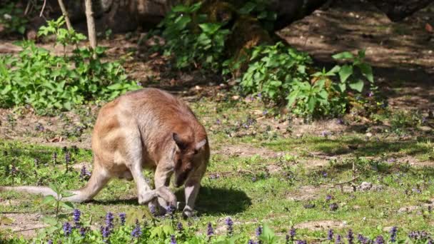 Macropus Agilis También Conocido Como Wallaby Arenoso Una Especie Wallaby — Vídeos de Stock