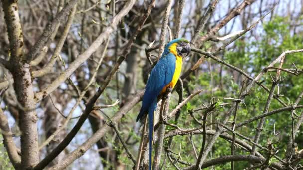 노란색의 마카우 Blue Yellow Macaw 황금색의 마카우 Ara Ararauna 대부분 — 비디오