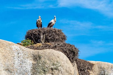 Ciconia ciconia Storks kolonisi Los Barruecos Doğal Anıtı 'nda korunan bir bölgede, Malpartida de Caceres, İspanya' da Extremadura.