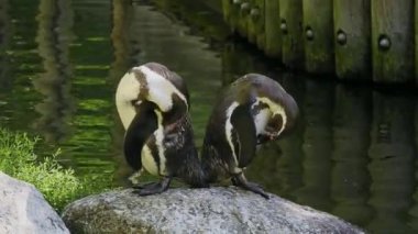 Humboldt pengueni, Spheniscus humboldti veya Perulu penguen