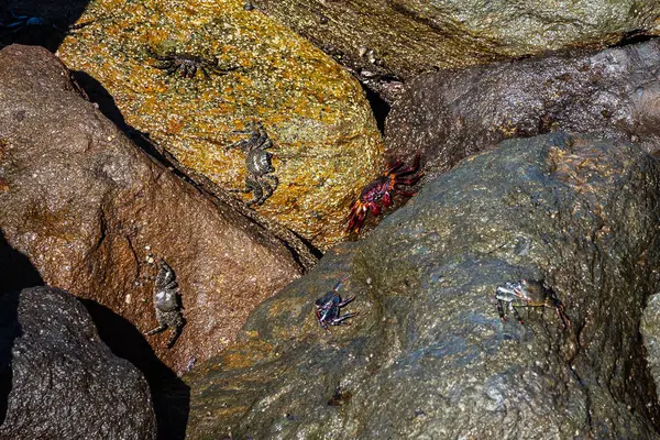 Stock image Moorish red legged crab, Grapsus adscensionis at Puerto de la Aldea of the Village of San Nicolas in Gran Canaria in Spain. A common crustacean of Canary Islands,