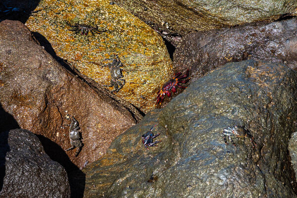 Moorish red legged crab, Grapsus adscensionis at Puerto de la Aldea of the Village of San Nicolas in Gran Canaria in Spain. A common crustacean of Canary Islands,
