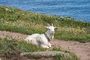 Estaca de Bares yarımadasının kıyısındaki yaban keçileri. A Coruna ili, İspanya 'da Galiçya.