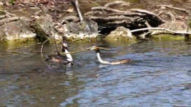 Bir çift Great Crested Grebe, Podiceps kristali yuvalarını inşa ediyor. Güzel turuncu renkli kuş, kırmızı gözlü su kuşu. Eski Dünya 'da bulunan en büyük aile üyesidir..