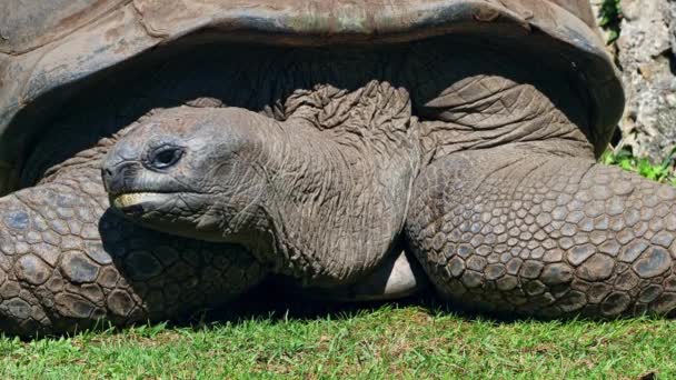 Reuzenschildpad Van Aldabra Aldabrachelys Gigantea Curieuse Eiland Het Gebied Van — Stockvideo
