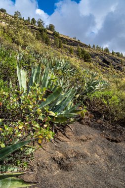 Caldera de Bandama kraterinin volkanik manzarası ve dairesel yürüyüş yolu. Gran Canaria, İspanya Avrupa 'da