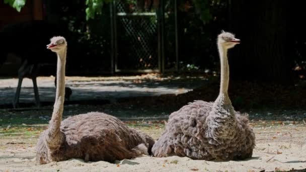 Gewone Struisvogel Struthio Camelus Een Vogel Uit Familie Struthiidae Struisvogels — Stockvideo