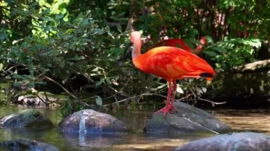 Kızıl aynak, Eudocimus ruber, Threskiornithidae familyasından bir kuş, kabuklu deniz ürünlerinin kırmızımsı renklerine hayran kalmıştır.