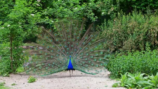 印度的孔雀鸟或蓝色孔雀鸟Pavo Cristatus是一种色彩艳丽的大型鸟类 原产于南亚 但在世界许多地方都有出现 — 图库视频影像