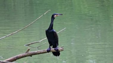 Kuzey yarımküre boyunca büyük siyah karabatak olarak bilinen büyük karabatak, Avustralya 'daki siyah karabatak ve Yeni Zelanda' nın daha güneyindeki siyah karabatak
