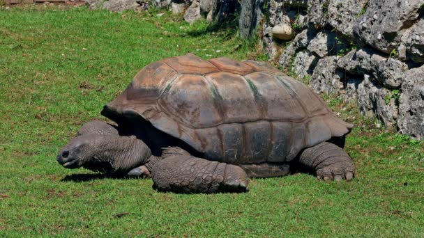 Гигантская Черепаха Альдабра Aldabrachelys Gigantea Острове Куриёз Место Успешной Программы — стоковое видео