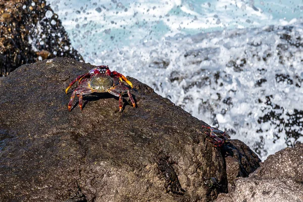 Kepiting Kaki Merah Moor Adscensionis Grapsus Puerto Aldea Dari Desa — Stok Foto