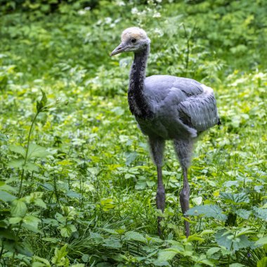 Güzel sarı tüylü demoiselle Crane bebek ördekleri Anthropoides başak kuşları gün boyunca açık yeşil çayırlarda yaşarlar. Orta Avrupa 'da bulunan bir turna türüdür.