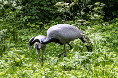 Family of Demoiselle Crane, Anthropoides virgo are living in the bright green meadow during the day time. It is a species of crane found in central Eurosiberia