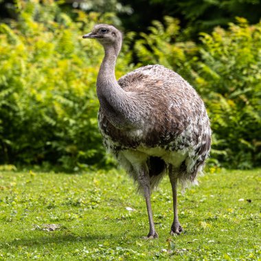 Darwin 'in Rhea' sı, Rhea pennata daha az Rhea olarak da bilinir. Büyük, uçamayan bir kuştur, fakat iki Rheas türünün en küçüğüdür..