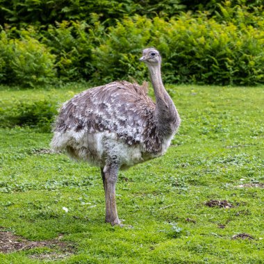 Darwin 'in Rhea' sı, Rhea pennata daha az Rhea olarak da bilinir. Büyük, uçamayan bir kuştur, fakat iki Rheas türünün en küçüğüdür..