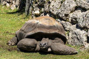 Aldabra dev kaplumbağa, Curieuse Deniz Ulusal Parkı, Curieuse Adası, Seyşeller