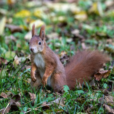 Avrasya kızıl sincabı, Avrupa 'daki Münih' teki Eski Kuzey Mezarlığı 'nda Sciurus vulgaris.